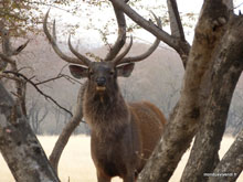 Cerf- Ranthambore - Inde